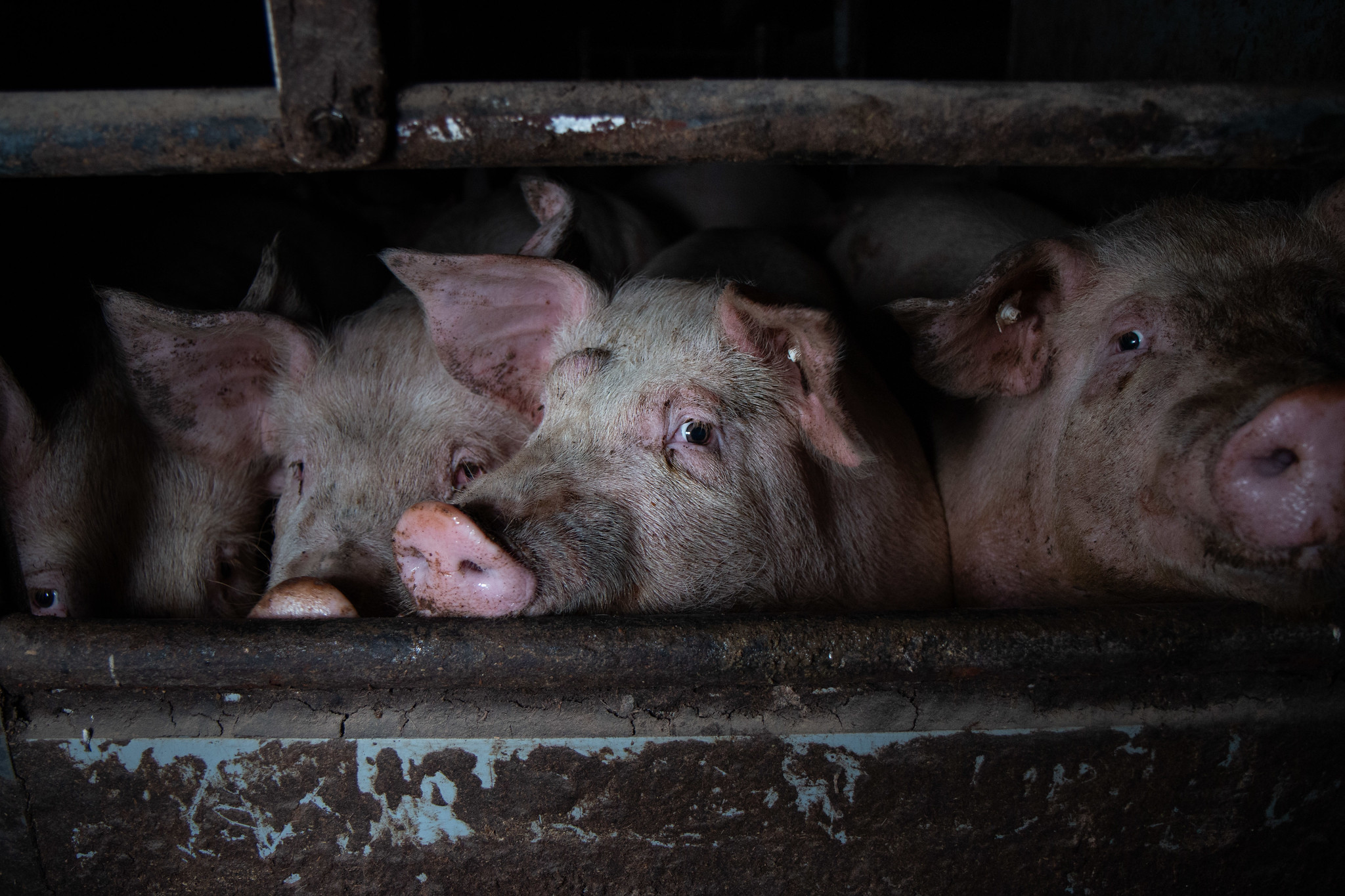 Schweine im Transporter (ARIWA)